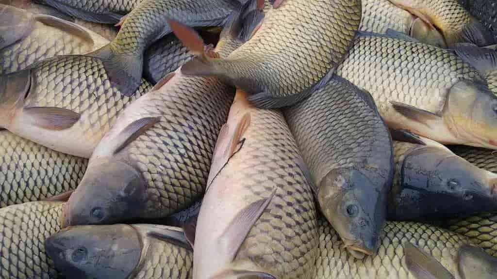 تصویر 2 از ماهی کپور صید شده با گوشت خوش‌خوراک و آماده عرضه